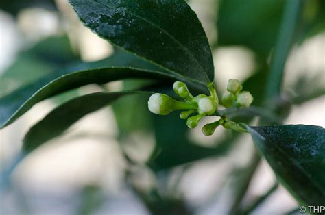 No matter where you live, you can grow these delicious varieties with ease. Sunroom Gardening: My Meyer Lemon tree is getting flowers!