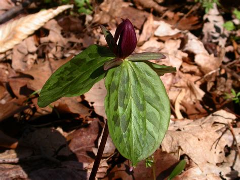 Dwarf wakerobin is the smallest trillium with several varieties in the southeastern and central united states. Trillium sessile (Trilliaceae) image 20892 at PhytoImages ...