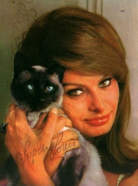 Derived from the wichianmat landrace, one of several varieties of cat native to thailand (formerly known as siam). 30 millions d'amis magazine aime... sophia loren et chat ...
