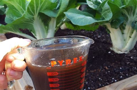 Other ways to help increase the insect life in your garden include the following bats are so brilliant at this that they can determine how far away the insect is that they are hunting and which direction it is travelling in! How & Why to Make Actively Aerated Compost Tea to Feed ...