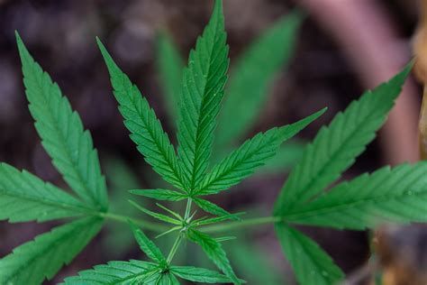 Marijuana News Today: Huge U.S. CBD Deal Sends Pot Stocks Soaring