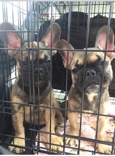 They are compactly built, with a large head, slightly rounded skull, ears similar to that of bats, and a thick, muscular and. 23 French bulldogs rescued from Texas will need months of ...