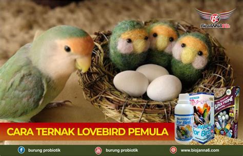 Kandang diperlukan pada saat penjodohan lovebird, untuk sepasang lovebird ada bisa membuat kandang engan ukuran 50 x 100 x 50 cm. CARA TERNAK LOVEBIRD PEMULA