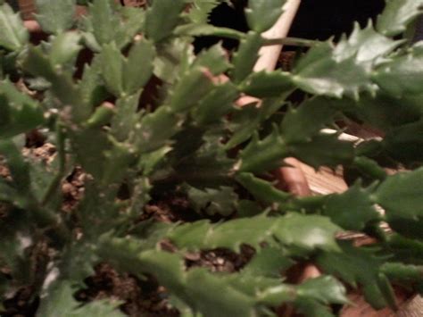 Water your christmas cactus when the top inch of the soil is dry. HOME LIFE IDEAS: Keep Your Christmas Cactus Healthy All ...
