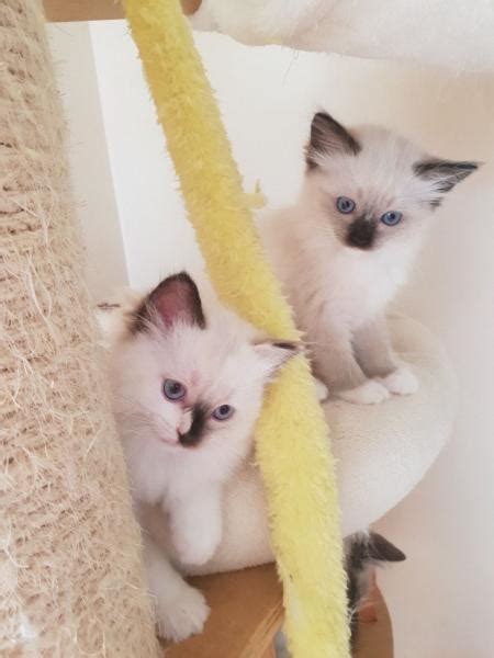 We will only have a few select litters per year to ensure each kitten receives all the love, nuturing, and socialization to be wonderful companions for their. Beautiful Ragdoll Kittens For Sale | East London | Public ...