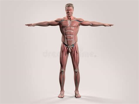 Maybe you would like to learn more about one of these? Human Anatomy With Front View Of Full Body Stock Photo ...