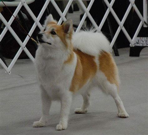 Female shetland sheep dog thirteen months old dark sable with white chest and feet. Valhalla Icelandic Sheepdogs - Puppies For Sale