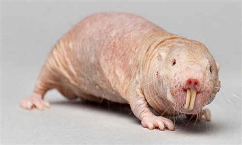 Follow their code on github. Bioengineering: What you didn't know about naked mole-rats