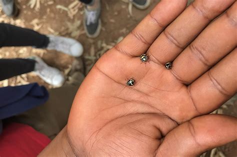 Iced coffee isn't new, but it's certainly having a revival right now. Field Report: Burundi 2018 | Five Senses Coffee