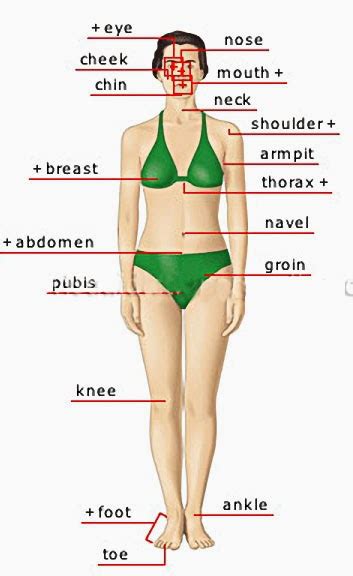 Here is a list of some other parts of the body that have not been included above. Human Body Parts Pictures with Names - Body Parts ...