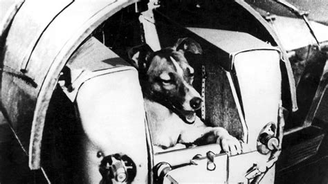 Laika sputnik ve diğer tanıdıklarınla iletişim kurmak için facebook'a katıl. Juri Gagarin: Der erste Mensch im Weltall - Welt der Wunder TV