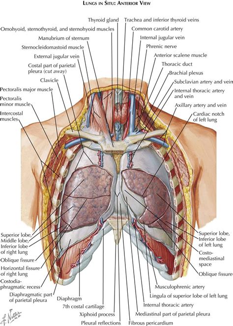 The chest, properly called the thorax, is the superior part of the the thoracic wall actually encloses a cavity, or space, that is filled with various anatomical structures. 1. Anatomy | Thoracic Key