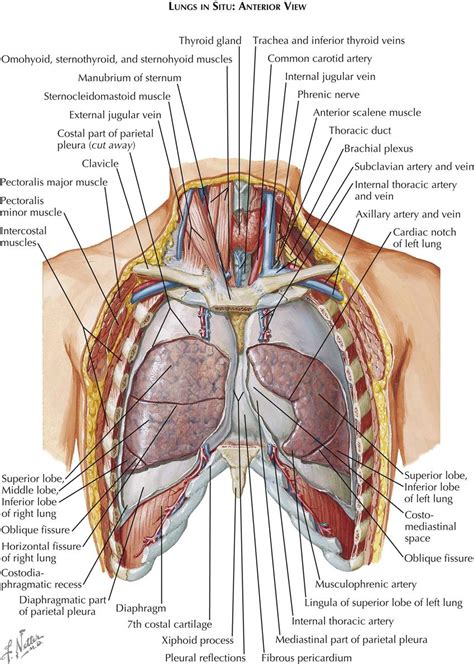 Find the perfect anatomy of the chest organs stock photos and editorial news pictures from getty images. 1. Anatomy | Thoracic Key