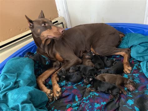 The doberman pinscher was first bred by a man named louis dobermann, a german tax collector, who wanted a guard dog that was also a suitable companion. Page 9 - Puppies For Sale in Rhode Island (432) | Petzlover