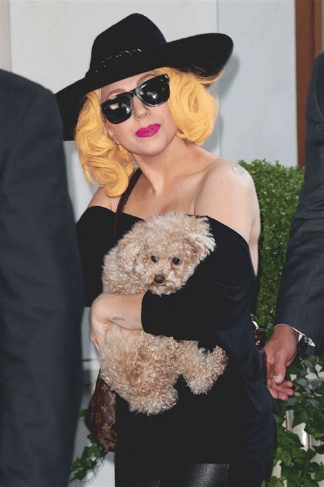 Two of lady gaga's french bulldogs were stolen and one of her assistants shot in the process wednesday night (feb. Everything You Need To Know About Lady Gaga's Adorable New Dog Fozzi | Lady gaga, Lady, Gaga