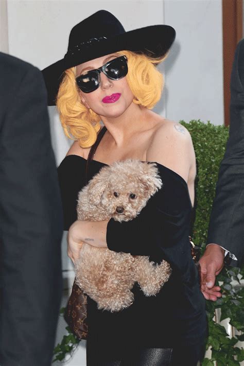 Lady gaga is offering a $500,000 reward after her dog walker was allegedly shot four times by dognappers who stole her bulldogs. Everything You Need To Know About Lady Gaga's Adorable New ...