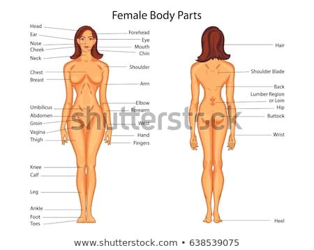 Buy only the ones that suit you best or buy all package for better price. Female Body Back Surface Anatomy Human Stock Vector ...