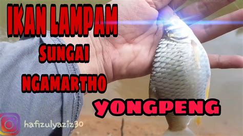 Check spelling or type a new query. Ikan lampam sungai ngamartho yongpeng - YouTube