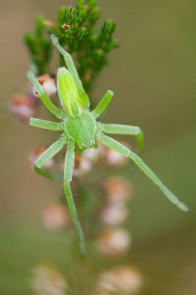 Homem aranha (spiderman) e amigos: Aranha Verde e Amarela é Venenosa? Qual a Espécie e Fotos ...