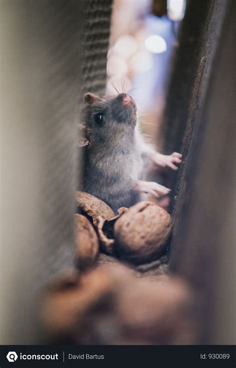 Traps that kill rats by electrocution (e.g., rat zapper or victor electronic traps) are considerably more glue traps, which work on the same principle as flypaper, aren't recommended for controlling rats, as. Free Gray Mice In The Middle Of Walls Photo download in ...