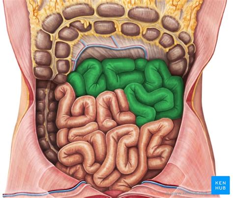 Skull base / full text. Dünndarm - Anatomie, Funktion, Aufbau und Histologie | Kenhub