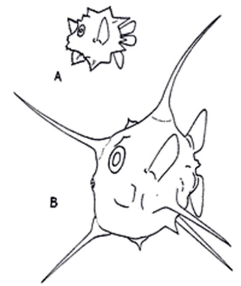 The larvae grows rapidly, losing it's tail and developing spines to become a fry. Life History of the Ocean Sunfish