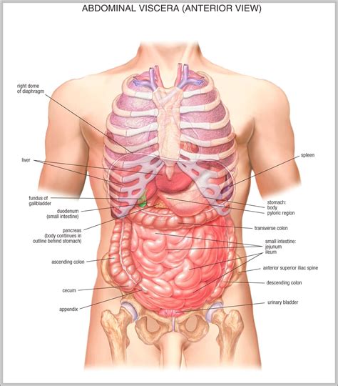 Right upper quadrant of the abdomen: male anatomy - Graph Diagram