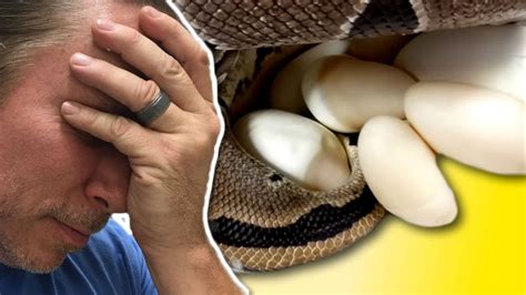 If you've never made egg drop soup before, know that it's super simple. DISASTER CLUTCH OF SNAKE EGGS!! | BRIAN BARCZYK - YouTube