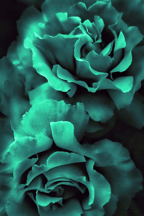 Top 10 most beautiful green roses. Teal Green Roses Photograph by Jennie Marie Schell