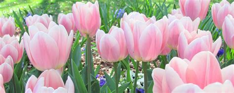Tulips-for-Spring-banner-image-copy-1024×408 | North Haven Gardens
