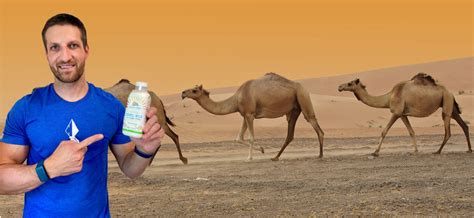 Camels' humps consist of in addition to their humps, camels have other ways to adapt to their environment. Product Reviews (Food) Archives | Michael Kummer