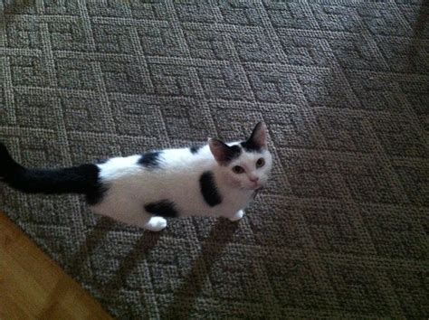Maybe you would like to learn more about one of these? What Kind of Cat Do I Have? - PoC
