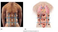 Due to the size of the abdominopelvic cavity, it is separated into regions and quadrants. Abdominopelvic Quadrants and Regions Flashcards - Cram.com