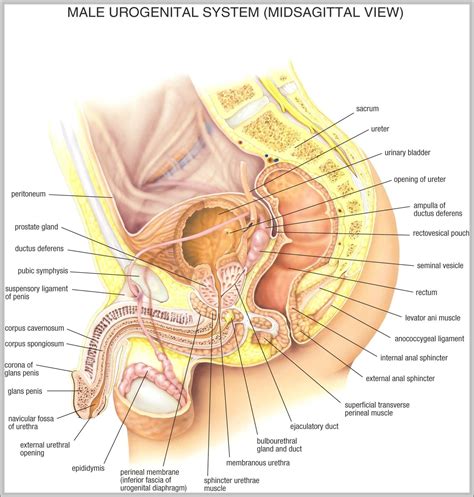 Male body surface anatomy (anterior and posterior views). male anatomy pictures 2 | Anatomy System - Human Body ...