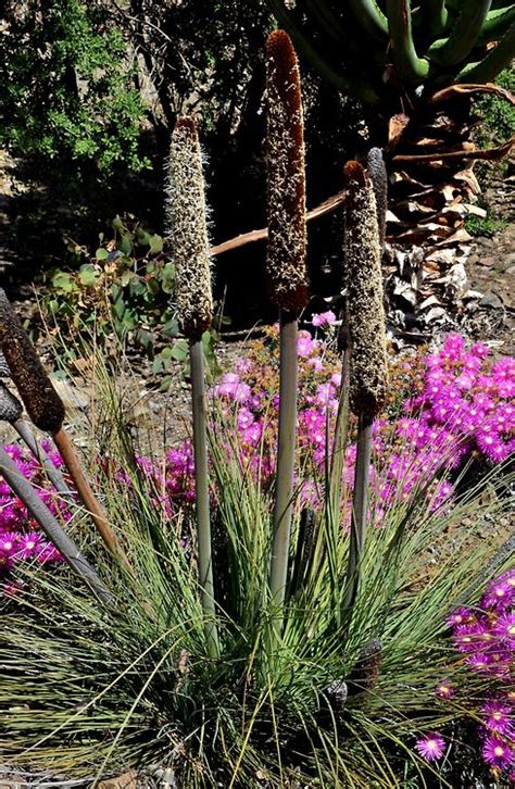 Hours may change under current circumstances Xanthorrhoea nana. The inflorescences are cattail-like ...