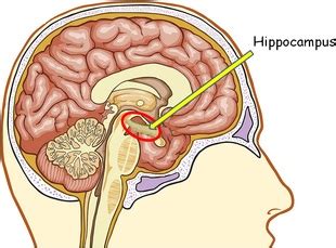 The long eyelashes keep sand out of the camel's eyes. How does the human brain function with a lack of sleep?