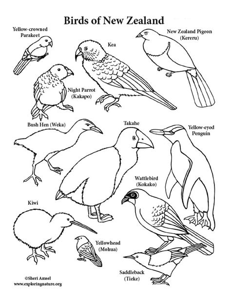 The seagull is a bird that often lives both in the vastness of the seas and oceans. New Zealand Birds Coloring Page