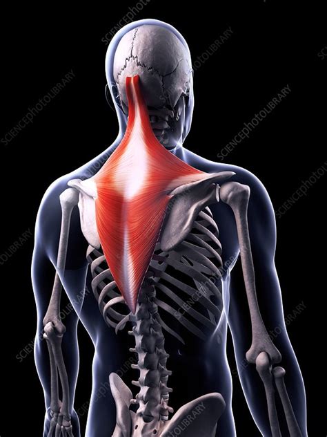 There are around 650 skeletal muscles within the typical human body. Human back muscles, illustration - Stock Image - F010/7198 ...