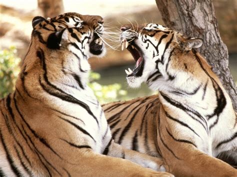 Des fonds d'écrans uniques sur le thème tigre à télécharger gratuitement. Fond d'écran gratuit tigre - Fonds d'écran animaux ...