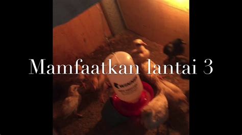 Ya sebenarnya ayam ini termasuk dari jenis burung, namun sayangnya dia tidak. Ternakan Ayam Filiphine Peru Ninja Mamfatkan Lahan Kosong - YouTube