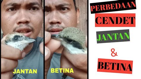 Burung ini satu kerabat dengan burung kenari sehinggaburung blackthroat berasal dari afrika. Perbedaan Cendet Jantan Dan Betina Anakan - Puspasari