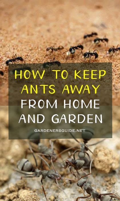 It's those recognizable characteristics that let. List Of Plants That Repel Ants in 2020 | Plants that repel ...