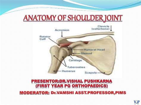 Hey caterina, you somewhat demonstrated the problem of considering the shoulder joint as part of. Anatomy of shoulder joint