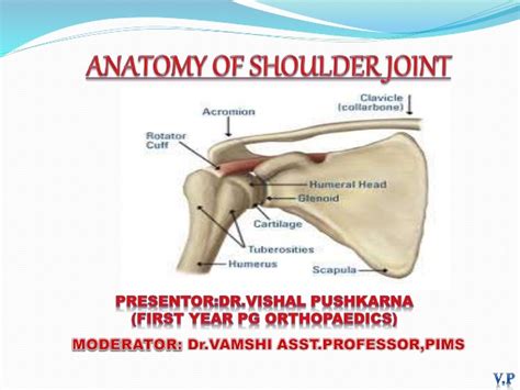 Comprising of numerous ligamentous and muscular structures, the only the joint capsule attaches proximal to the glenoid fossa and attaches further distally to the anatomical neck of the humerus. Anatomy of shoulder joint