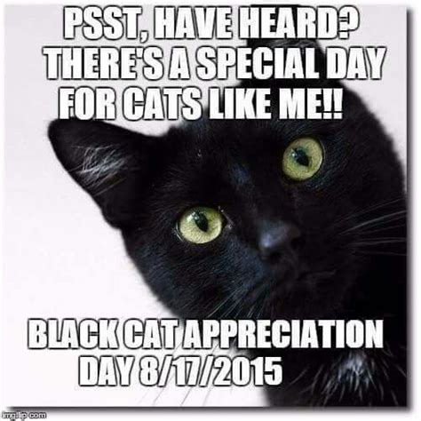 It's a good day for all cat and humankind. Love them (With images) | Black cat appreciation day ...