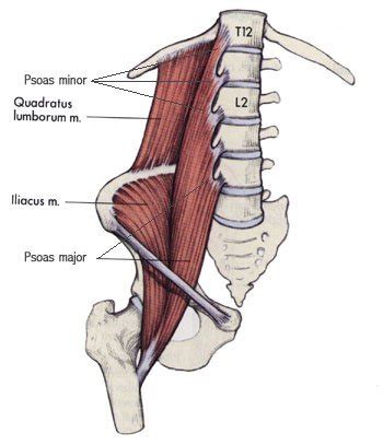 Check spelling or type a new query. Musculus quadratus lumborum || Med-KoM