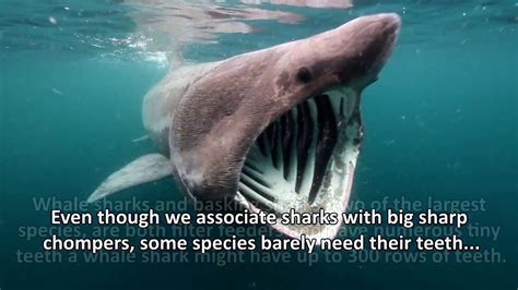 Suitable for kindergarten through grade 6. Top 10 Amazing Facts About Sharks - YouTube