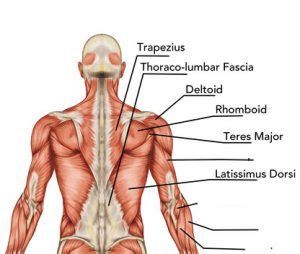 The long head originates just above the shoulder socket on the scapula and blends with the short head onto the radius bone of the forearm. Back Muscles Torso - Leyton Sports Massage