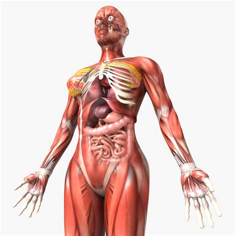 The internal reproductive structures form from one of two rudimentary duct systems in the embryo. human female anatomy body 3d model