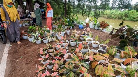 Remaja Tertangkap Basah Curi Tanaman Hias Aglonema di ...